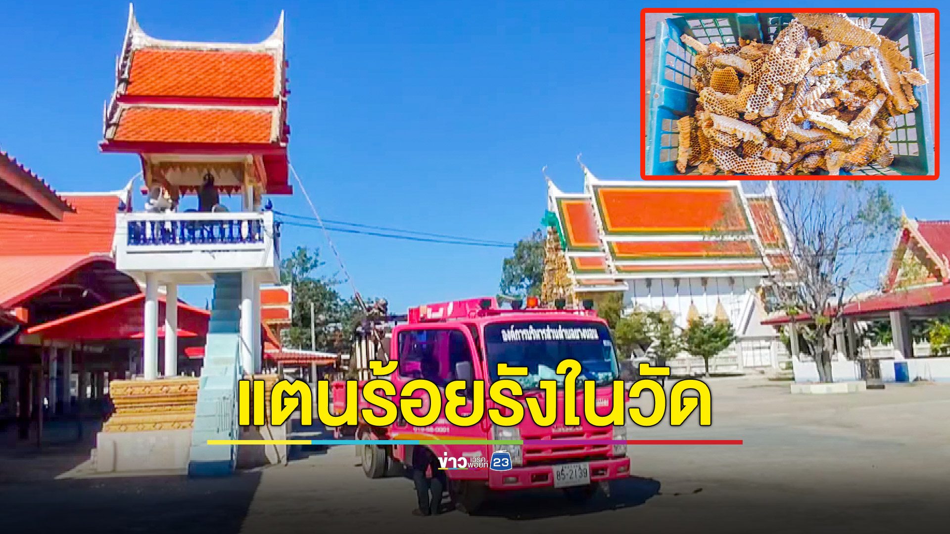 แตนทำรังในวัดเป็นร้อย ต่อยกระเจิงทั้งพระทั้งโยม