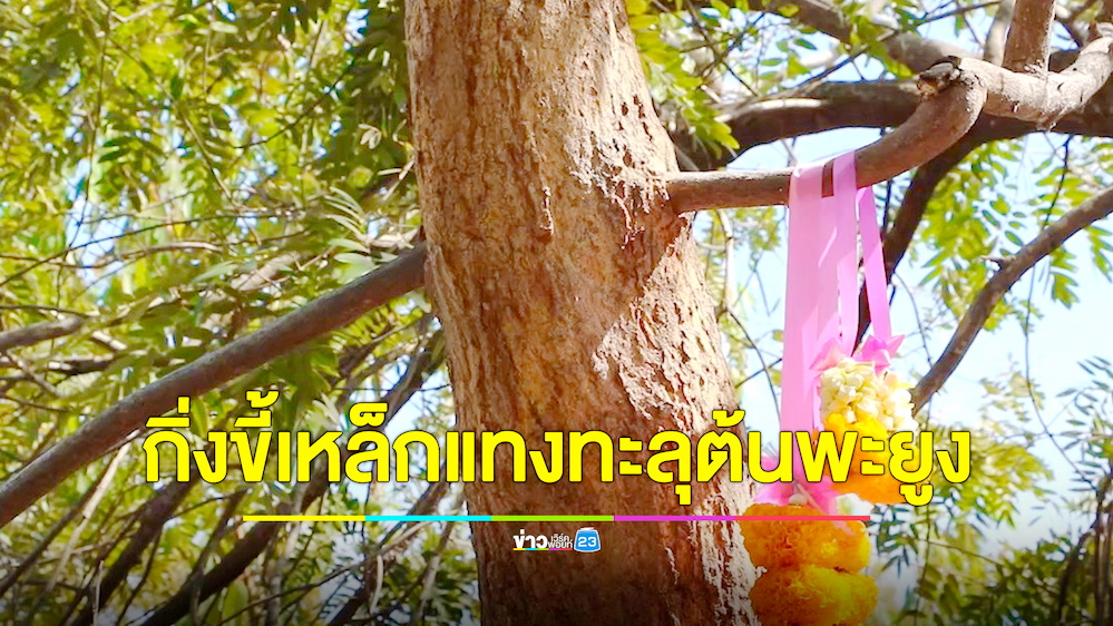แปลกไม่เคยเห็น! กิ่งต้นขี้เหล็กแทงทะลุต้นพะยูง ชาวบ้านแห่ไหว้ขอเลขเด็ด