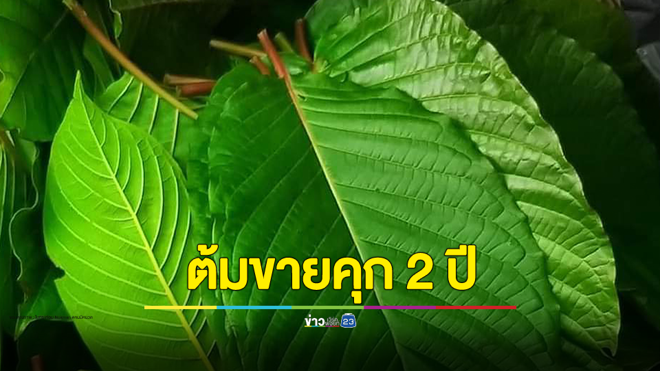เตือน พ่อค้าแม่ค้า ต้มน้ำกระท่อมขาย ผิดกฎหมาย จำคุก 6 เดือน-2 ปี ปรับ 5,000-20,000 บาท