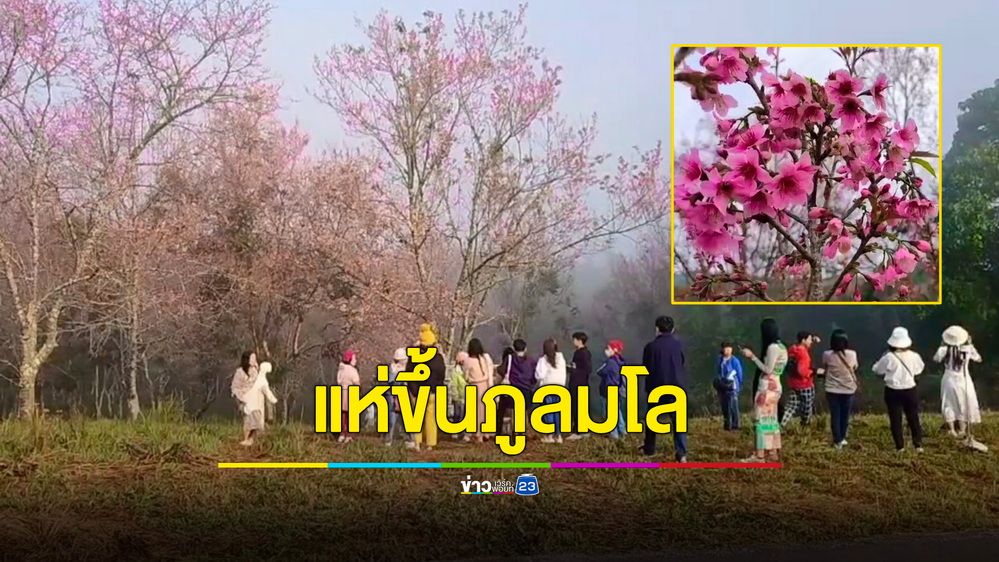 คึกคัก! นักท่องเที่ยวแห่ขึ้นภูลมโล ชมความสวยงามดอกนางพญาเสือโคร่ง