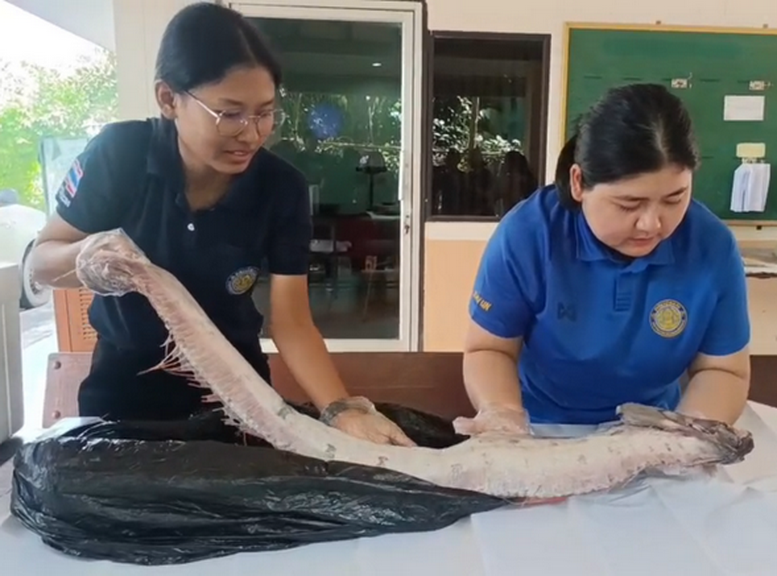 พบออร์ฟิช “ปลาแผ่นดินไหว” โผล่ที่สตูลแค่เรื่องบังเอิญ ย้ำไม่ต้องตื่นตกใจ