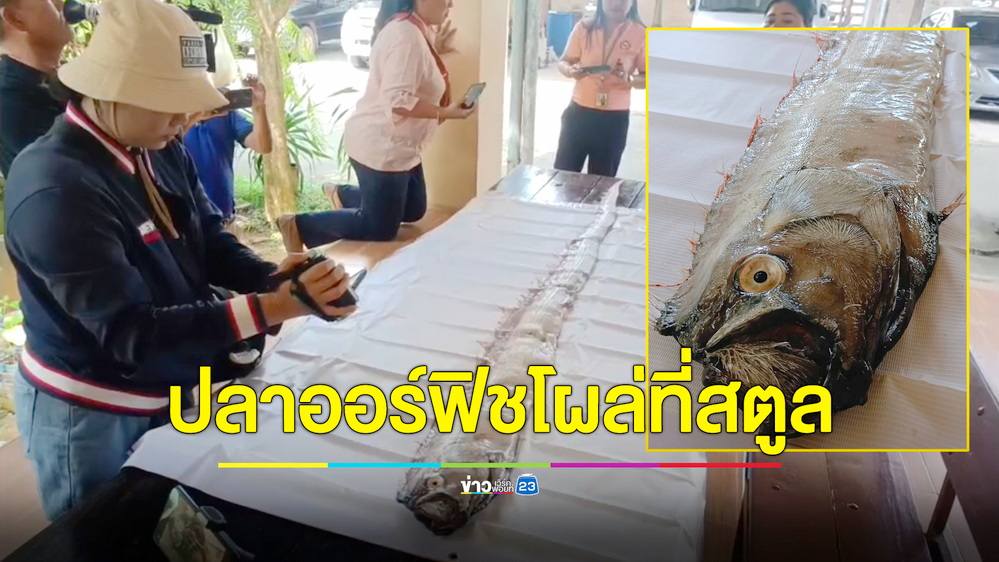 พบออร์ฟิช “ปลาแผ่นดินไหว” โผล่ที่สตูลแค่เรื่องบังเอิญ ย้ำไม่ต้องตื่นตกใจ