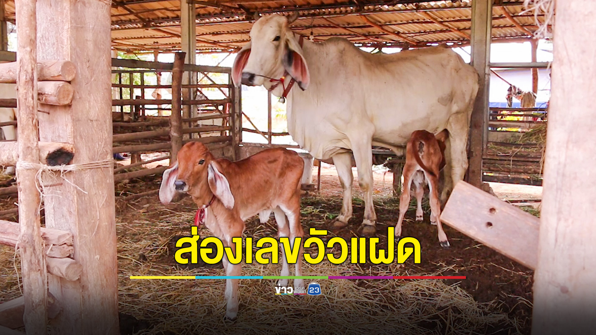 คอหวยส่องเลขวัวตกลูกแฝด เจ้าของเชื่อให้มหาโชค