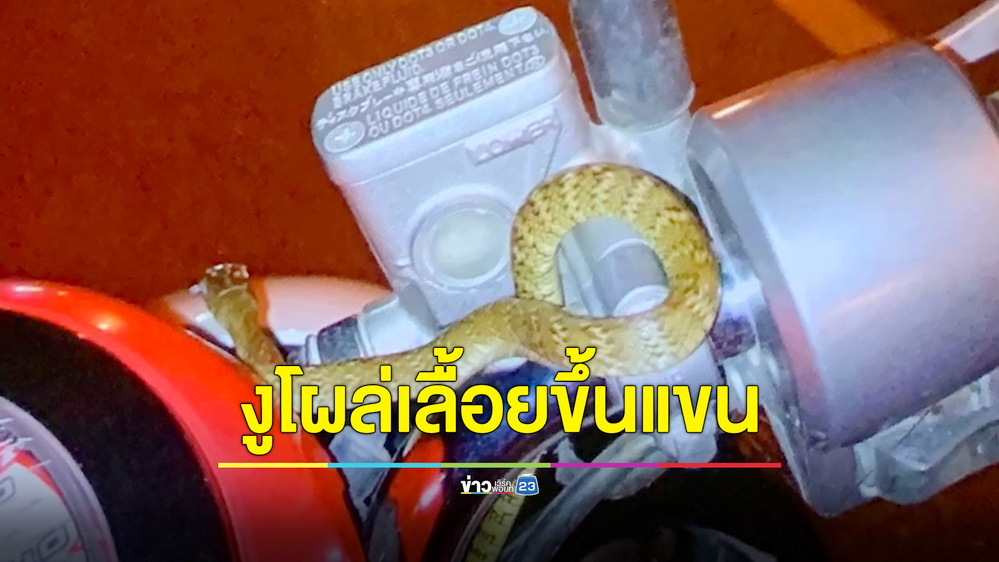 2 สาวกรี๊ดลั่น! กำลังขี่รถจยย.กลับบ้าน จู่ๆงูสิงโผล่ข้างแฮนด์เลื้อยขึ้นแขน