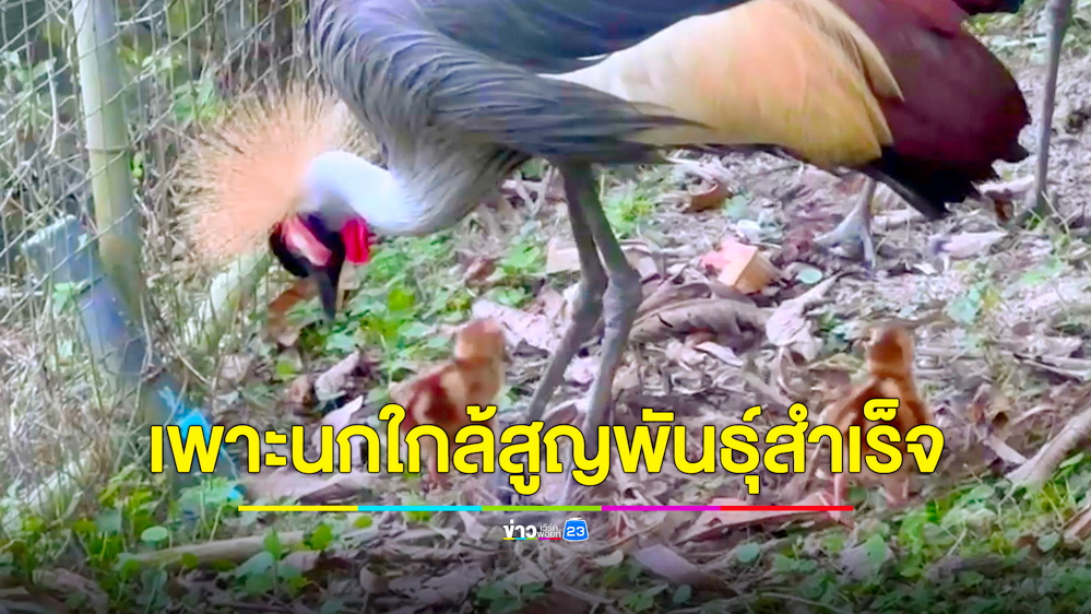 สวนสัตว์สงขลาเฮ! ขยายพันธุ์นกกระเรียนหงอนพู่ได้เป็นครั้งแรกในรอบ 8 ปี