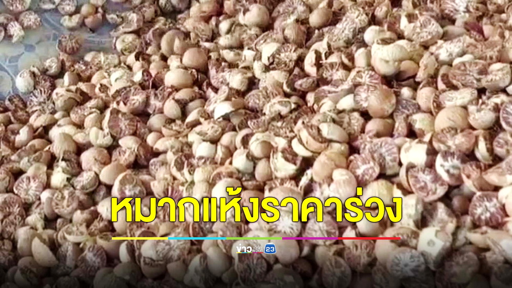 ชาวสวนโอด! หมากแห้งราคาร่วงต่อเนื่องกว่า 2 ปี วอนรัฐบาลช่วย