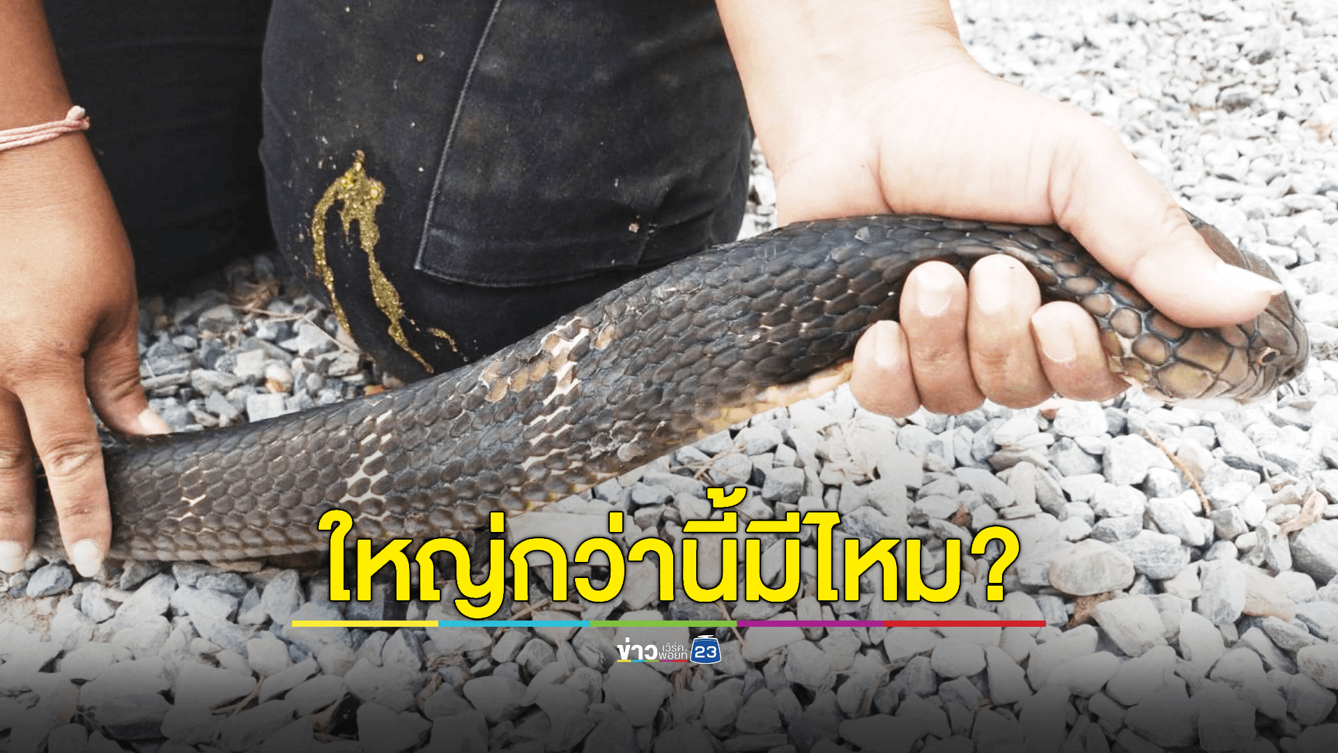 กู้ภัยสาวใจเด็ด! จับงูจงอางตัวเขื่องมือเปล่า ทำเอาหนุ่มกู้ภัยต้องถอยกันเป็นแถว