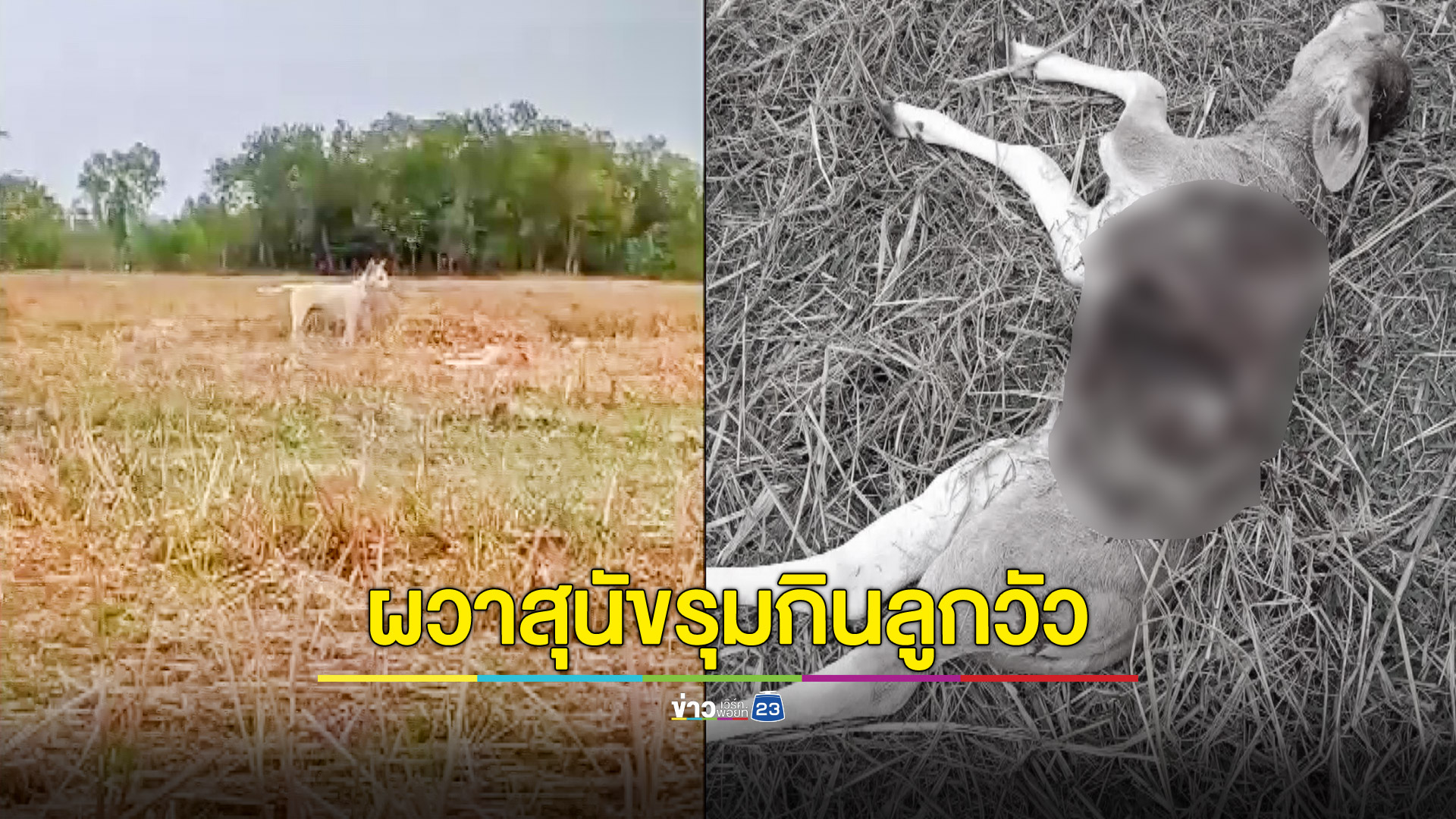 ชาวบ้านผวา! สุนัขจรจัดรวมฝูงตระเวนรุมกัดกินเครื่องในลูกวัว-ลูกควาย ยันไม่ใช่โรคพิษสุนัขบ้า