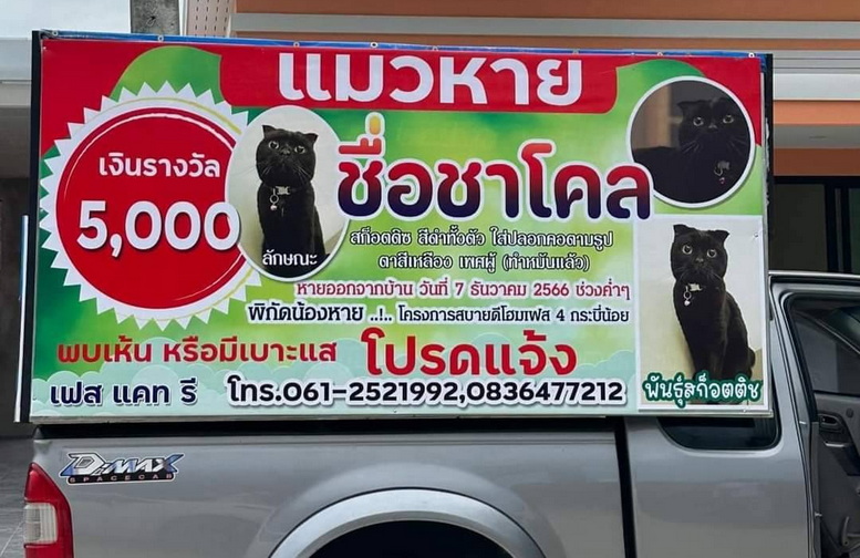 หนุ่มกระบี่เศร้า “น้องชาโคล” แมวสุดรักหาย เชื่อถูกอุ้มไปวอนช่วยส่งคืน