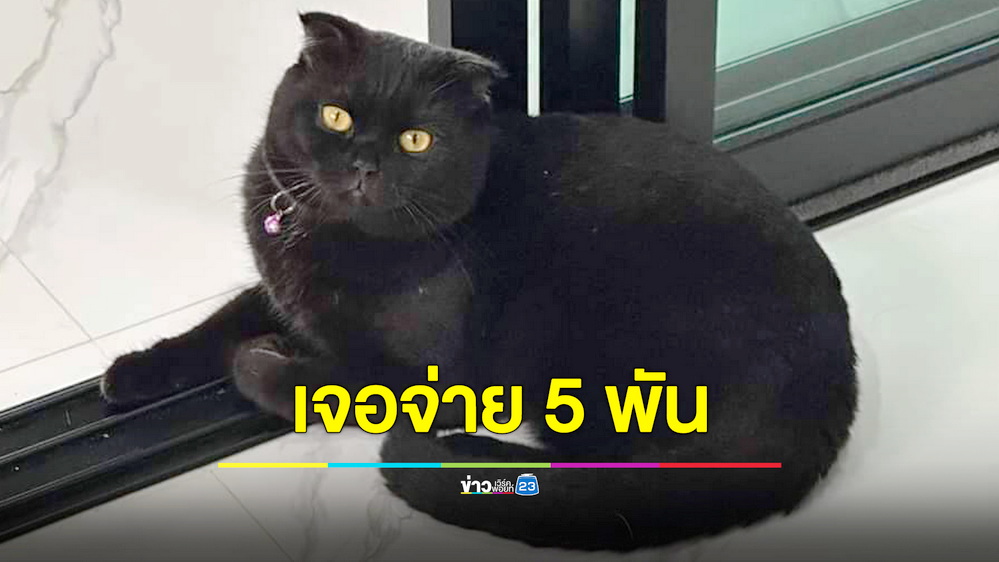 หนุ่มกระบี่เศร้า “น้องชาโคล” แมวสุดรักหาย เชื่อถูกอุ้มไปวอนช่วยส่งคืน