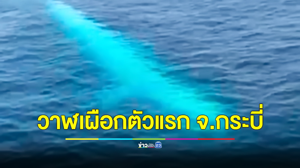 ตื่นตาตื่นใจ! นักท่องเที่ยวเจอวาฬเผือกที่หายากโผล่โชว์ตัวเกาะพีพี