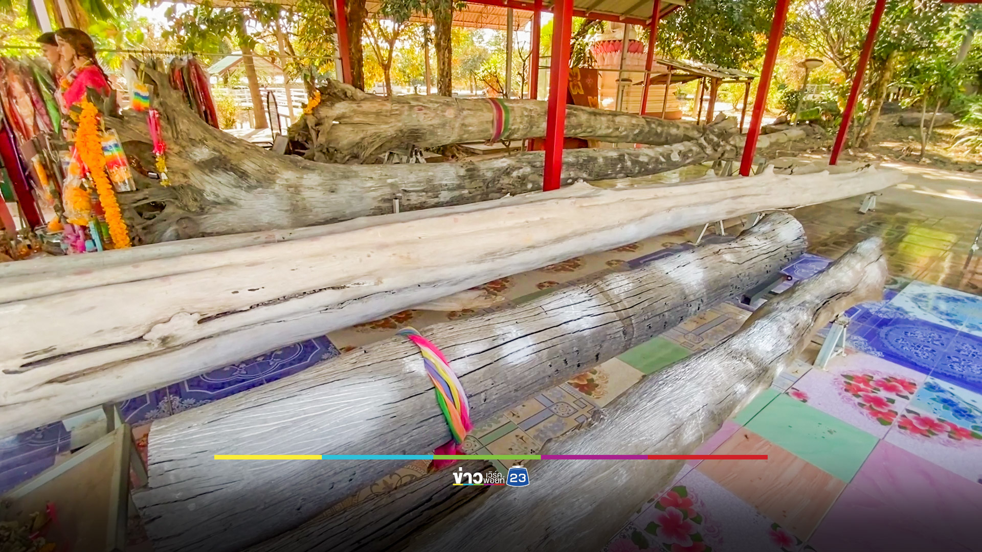 ส่องเลขเด็ดไม้ตะเคียนโบราณพญาเต่างอย