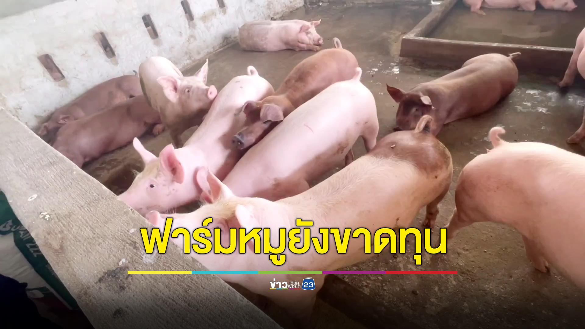 ฟาร์มหมูโอดปราบหมูเถื่อนแล้วยังขาดทุน วอนลดราคาอาหารหมู