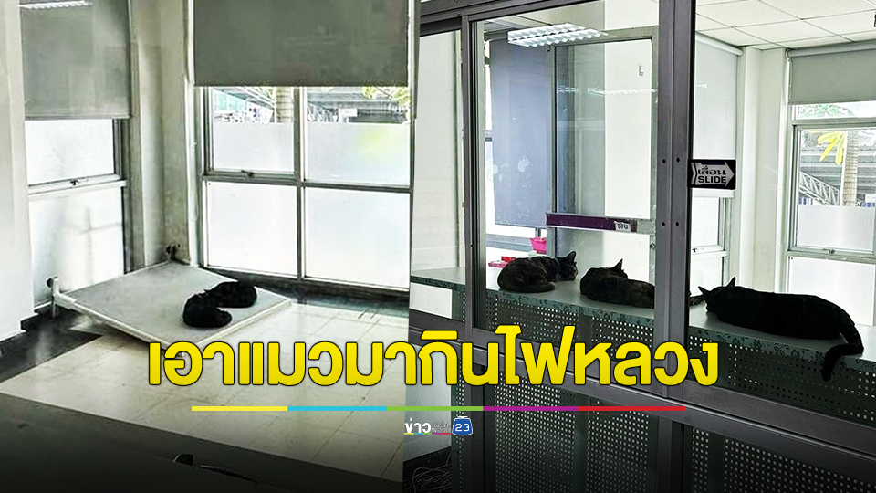 ดราม่า! คณบดีฯสาว เอาแมว 4 ตัวมาเลี้ยงในห้องประชาสัมพันธ์ เปิดแอร์ฉ่ำทั้งวันทั้งคืนกินไฟหลวง ซ้ำให้เลขาฯคอยดูแล