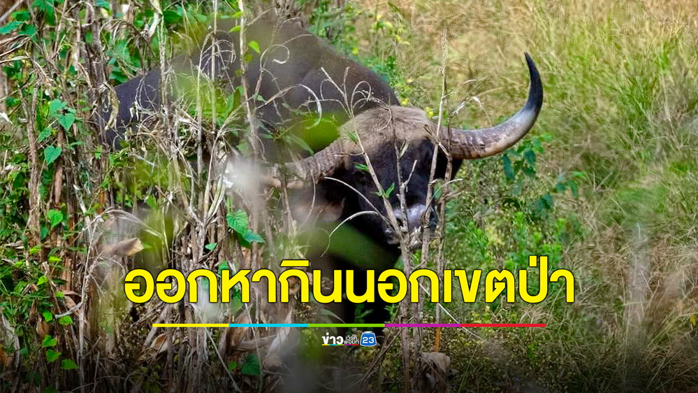 พบกระทิงตัวใหญ่โผล่หากินนอกเขตป่าอุทยานฯ จนท.ระดมกำลังไล่ต้อน