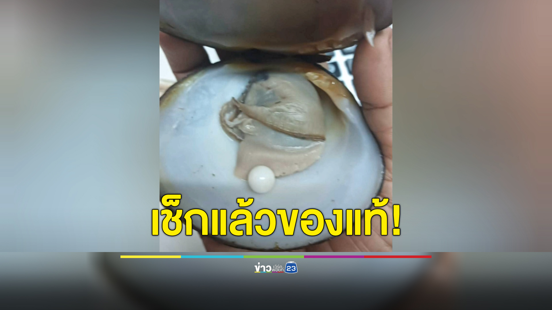 เจอมุกในหอย ส่งตรวจศูนย์อัญมณีการันตีแท้แน่นอน