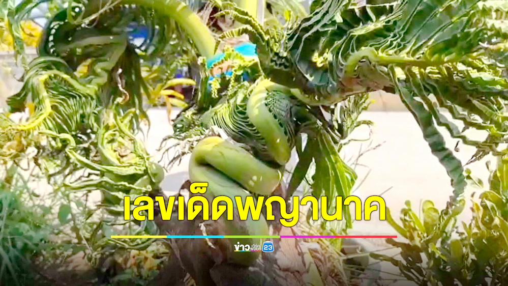 ฮือฮาต้นมะพร้าวคล้ายเศียรพญานาค ให้โชคหลายงวดติด