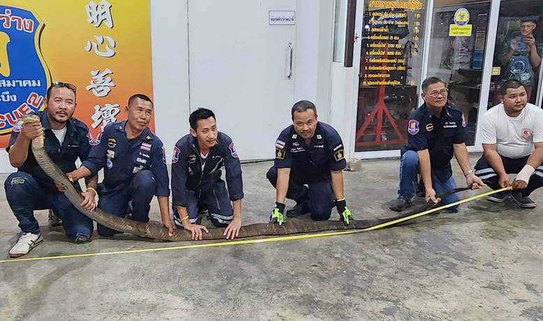 แตกตื่น!จงอางยักษ์ยาวเกือบ 5 เมตรโผล่กลางสนามกอล์ฟ ทำนักกอล์ฟหนีกระเจิง
