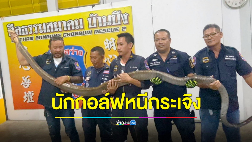 แตกตื่น!จงอางยักษ์ยาวเกือบ 5 เมตรโผล่กลางสนามกอล์ฟ ทำนักกอล์ฟหนีกระเจิง
