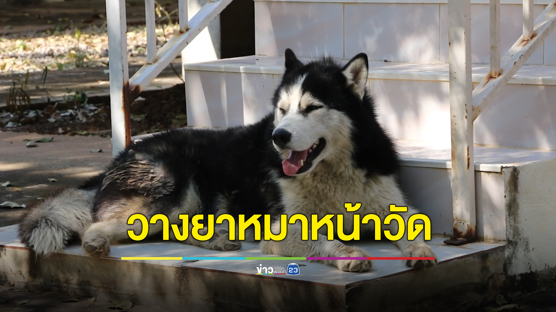 สลดใจไซบีเรียนหนุ่มเฝ้าลูกเมีย โดนวางยาหน้าวัด ตายแล้ว 13 ตัว