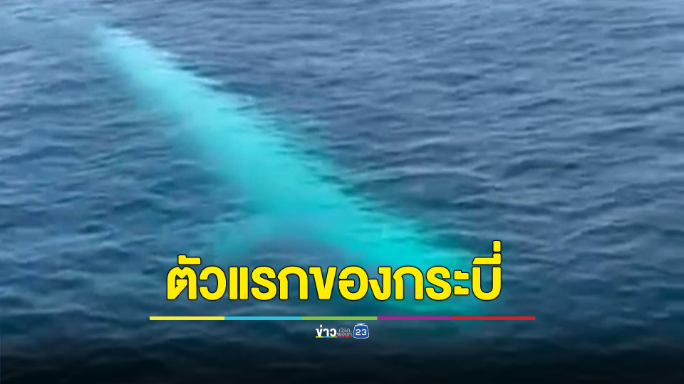 ฮือฮา นทท.เจอปลาวาฬเผือกยักษ์ ว่ายอวดโฉมที่เกาะพีพี