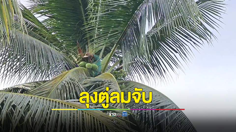 ลุงตู่ลมจับคายอดมะพร้าว จนท.เร่งช่วยเหลือ