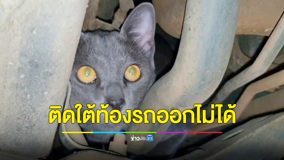 น้องแมวสีสวาดติดใต้ท้องรถ โชคดีคนเห็นตามช่างรื้อรถช่วยออกมาได้