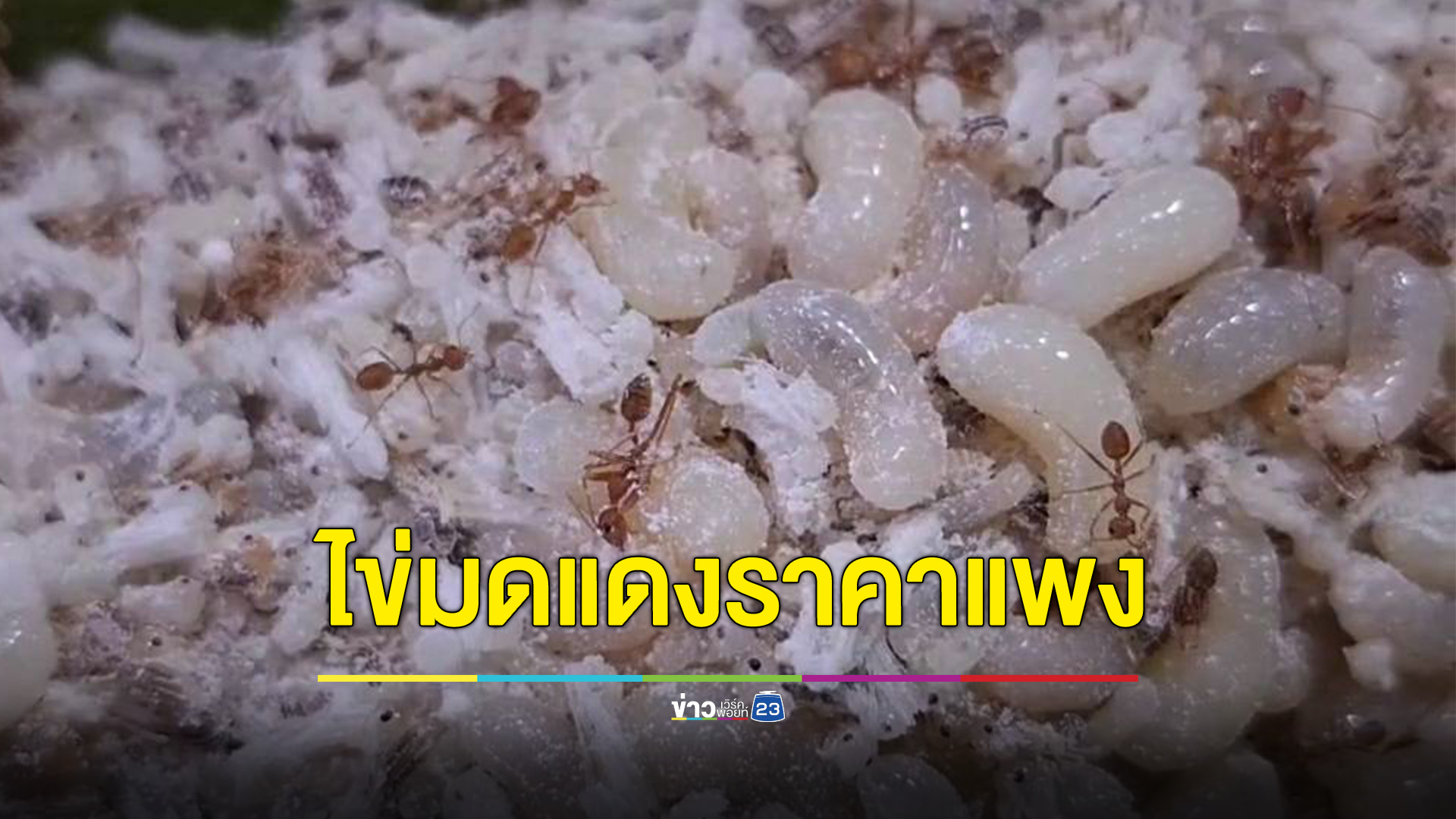 กลับมาแล้ว ฤดูกาล"ไข่มดแดง"ราคาพุ่งแพงสุดกิโลกรัมละ 400 บาท