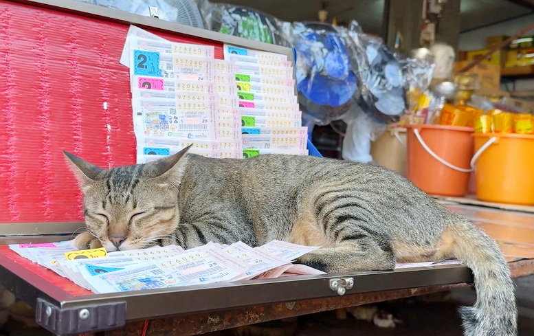 เอ็นดูไม่ไหว! น้องเหมียวโดดนอนบนแผงหวย เชื่อให้โชคแห่ซื้อตามที่เจ้าเหมียวชี้