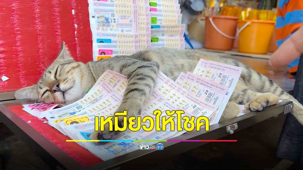 เอ็นดูไม่ไหว! น้องเหมียวโดดนอนบนแผงหวย เชื่อให้โชคแห่ซื้อตามที่เจ้าเหมียวชี้