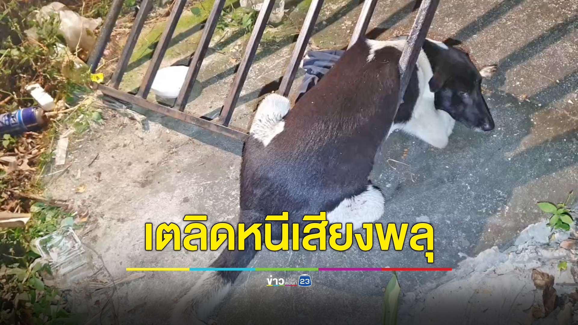 หมาใหญ่ตกใจเสียงพลุ วิ่งเตลิดตัวติดคาประตูรั้ว