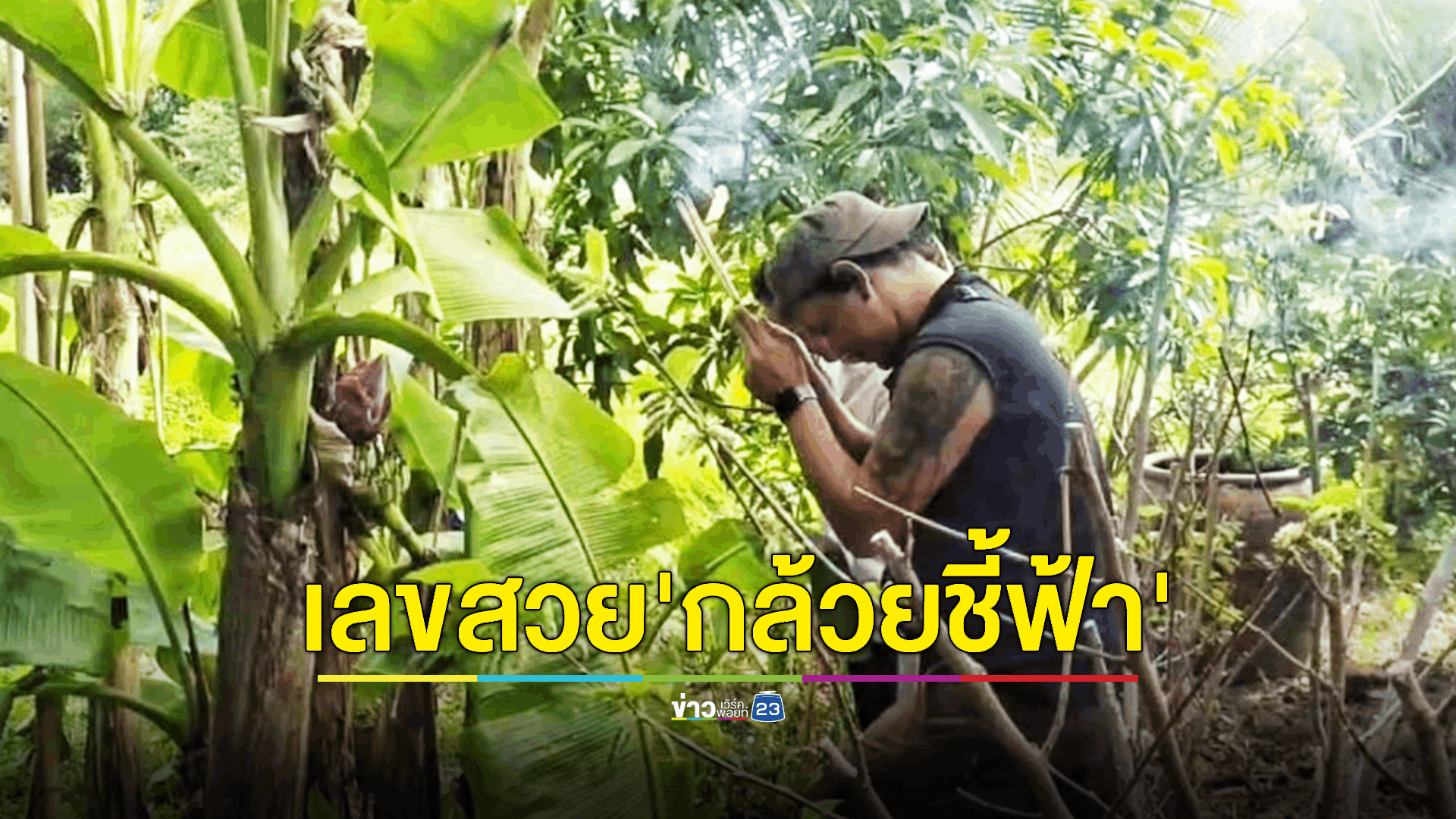 ชาวบ้านพบต้นกล้วยแปลกออกเครือกล้วยกลางลำต้น 'ลูก-ปลี' ชี้ขึ้นท้องฟ้าหมด