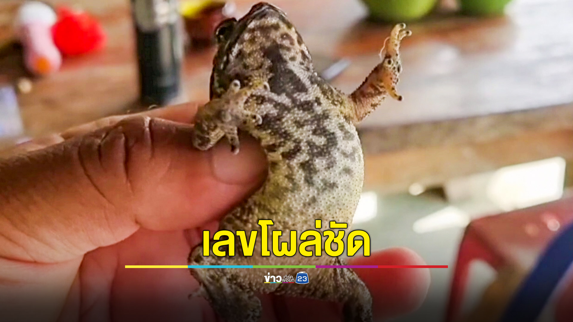 หนุ่มกระบี่เจอคางคกซุกรองเท้า จับพลิกท้องส่องเลข อึ้งพบตัวเลขโผล่ชัด