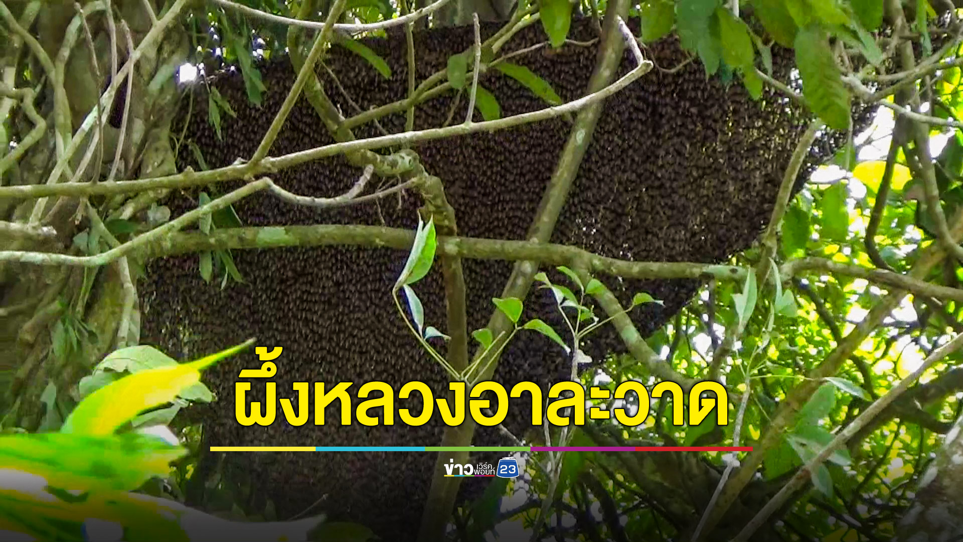 ผึ้งหลวงแตกรังรุมต่อยชาวบ้านและเด็กนักเรียนได้รับบาดเจ็บหลายสิบราย