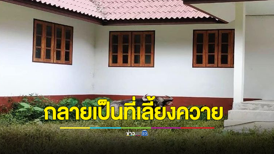 เพจดังแฉ อาคารเรียนรู้ อุทยานธรณีโลก ที่สตูล ใช้งบ 11 ล้าน แต่ไม่เปิดใช้งาน จนชาวบ้านนำควายเข้ามาเลี้ยง