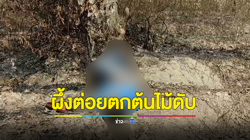 ปีนต้นไม้ตัดรังผึ้งข้างทาง พลาดโดนผึ้งต่อยตกต้นไม้ดับ