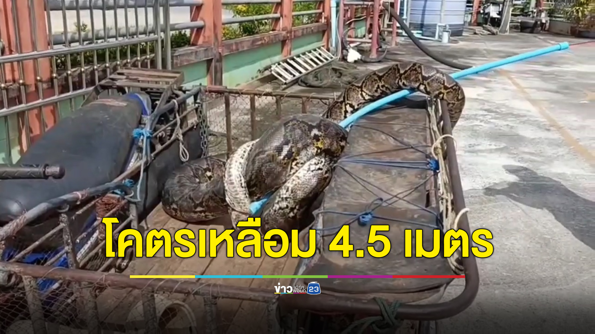 ขนลุกโคตรเหลือม 4.5 เมตร