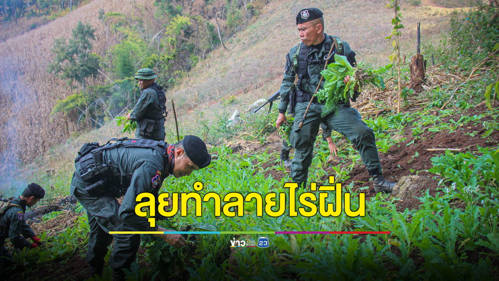 สนธิกำลังลุยทำลายไร่ฝิ่น พบลอบปลูกกลางป่าสงวนฯห้วยน้ำดัง 9 แปลง