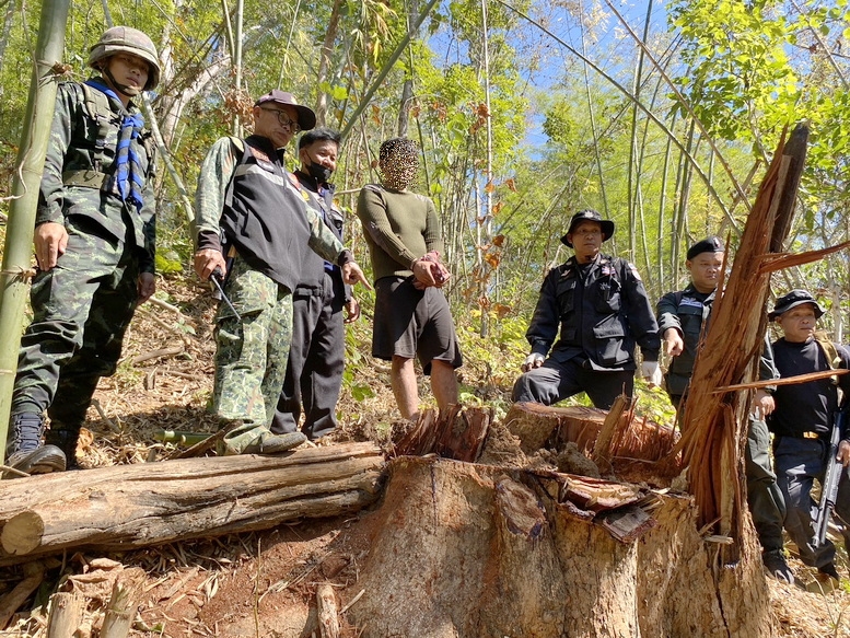 สนธิกำลังบุกจับมอดไม้ลอบตัดไม้ประดู่ พบทุนจีนรับซื้อให้ราคาสูงกว่าไม้สักทองหลายเท่า
