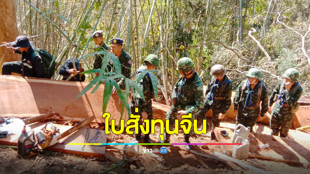 สนธิกำลังบุกจับมอดไม้ลอบตัดไม้ประดู่ พบทุนจีนรับซื้อให้ราคาสูงกว่าไม้สักทองหลายเท่า
