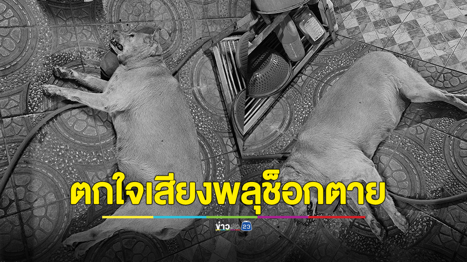 ขาดใจตายภายใน 5 น. สุนัขช็อกตายตกใจเสียงพลุ คืนเคานต์ดาวน์ปีใหม่