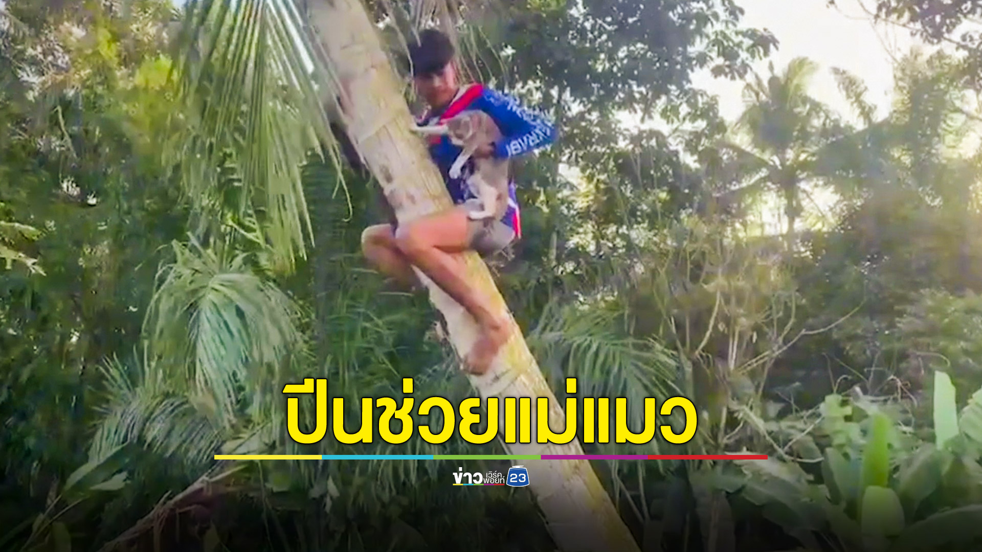 กู้ภัยทุ่มสุดตัว ปีนต้นมะพร้าวตัวเปล่า สูง 10 เมตร ช่วยแมวแม่ลูกอ่อน