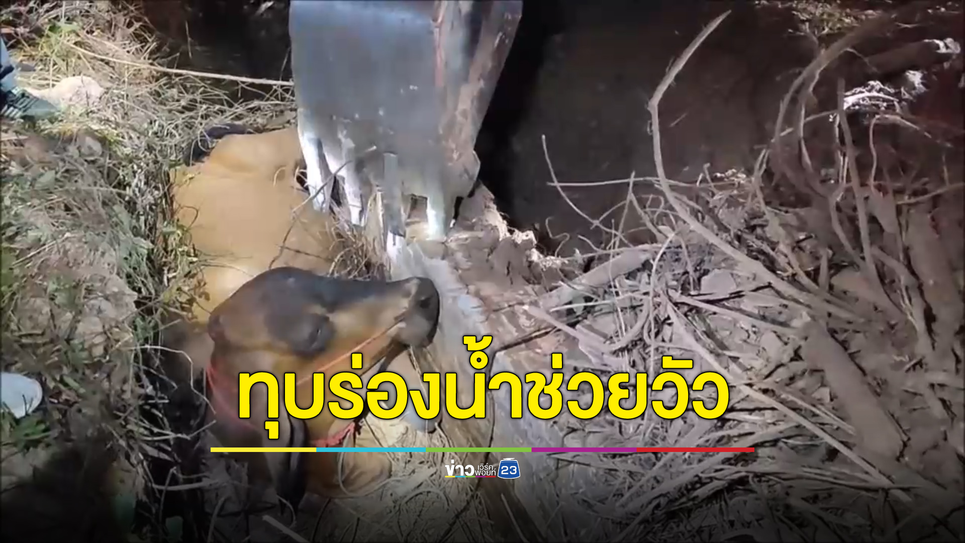 ลุ้นช่วยวัวหนุ่มติดร่องน้ำ