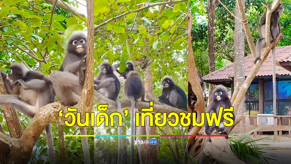 ชมความน่ารักค่างแว่นถิ่นใต้ ‘มาสคอต’ อช.หมู่เกาะลันตา วันเด็กฟรีค่าเข้าอุทยานฯ