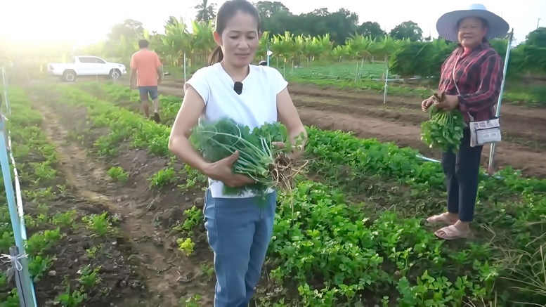 ลุง-ป้ายึดอาชีพปลูกผักปลอดสารเคมี สร้างรายได้งามวันละ 6 พันบาท