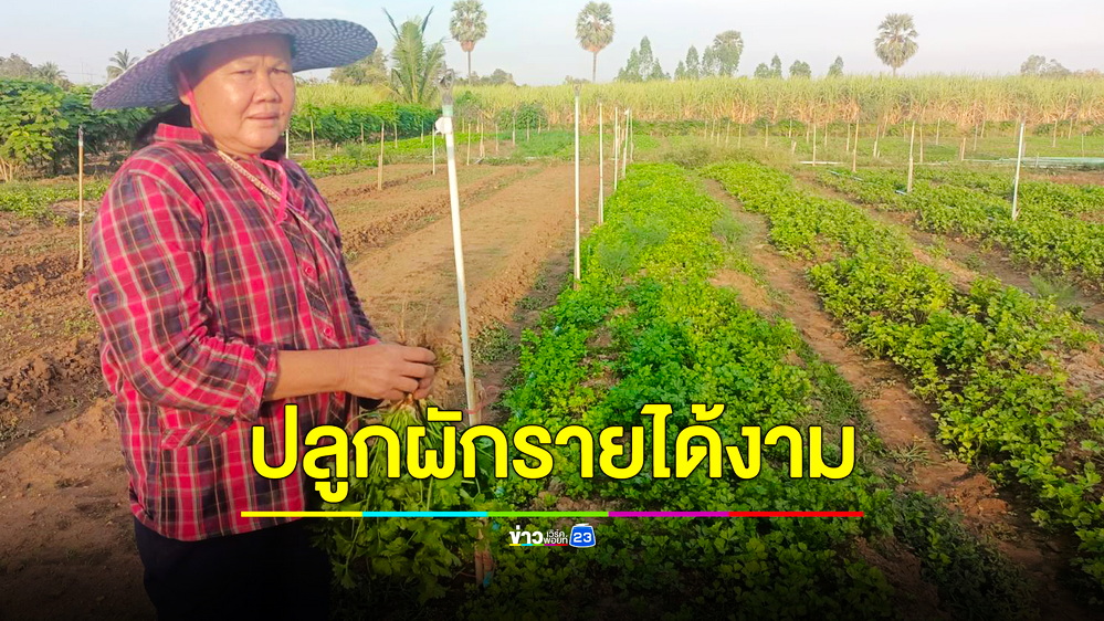 ลุง-ป้ายึดอาชีพปลูกผักปลอดสารเคมี สร้างรายได้งามวันละ 6 พันบาท