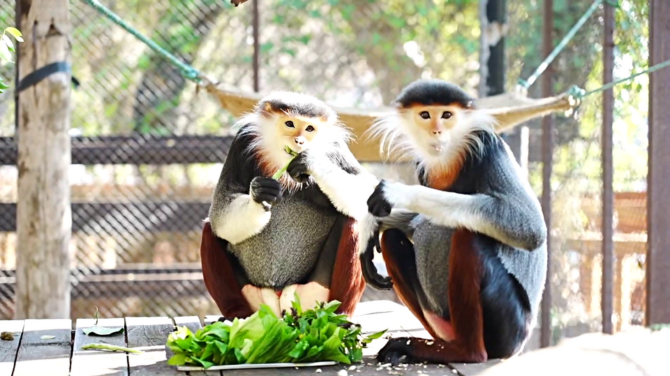 'ไนท์ซาฟารี' แจงดราม่าสัตว์ป่าตายปริศนาเดือนเดียว 13 ตัว