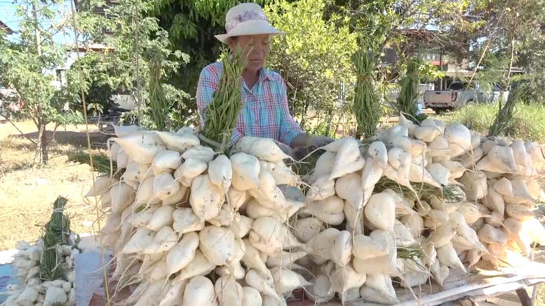 บึงกาฬออกแล้ว “มันแกวริมโขง” เกษตรกรเร่งขุดขายโกยเงินวันละ 1-2 หมื่นบาท