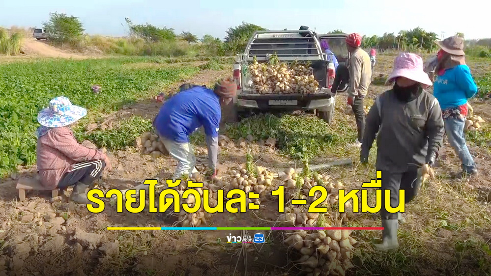 บึงกาฬออกแล้ว “มันแกวริมโขง” เกษตรกรเร่งขุดขายโกยเงินวันละ 1-2 หมื่นบาท