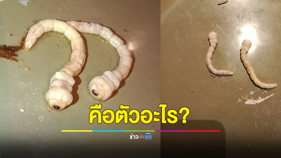 ผงะ! สาวเจอสัตว์ประหลาด สีขาว มีตาเดียวในเสาไม้ ถามคือตัวอะไร